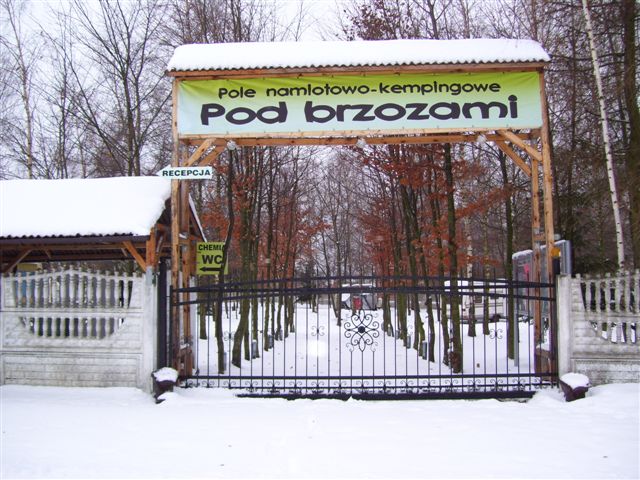 Pod brzozami zimą