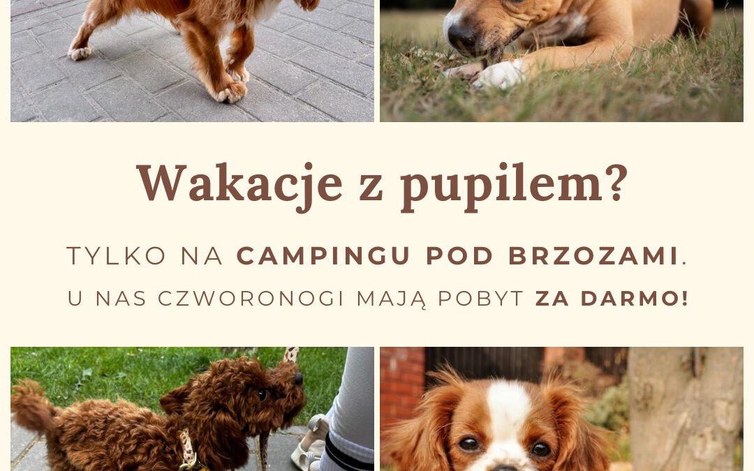 camping pet friendly