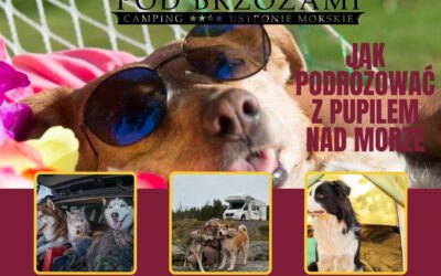 Zwierzaki na campingu – jak podróżować z pupilem nad morze?