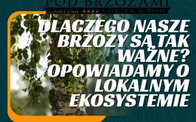 Dlaczego nasze brzozy są tak ważne?