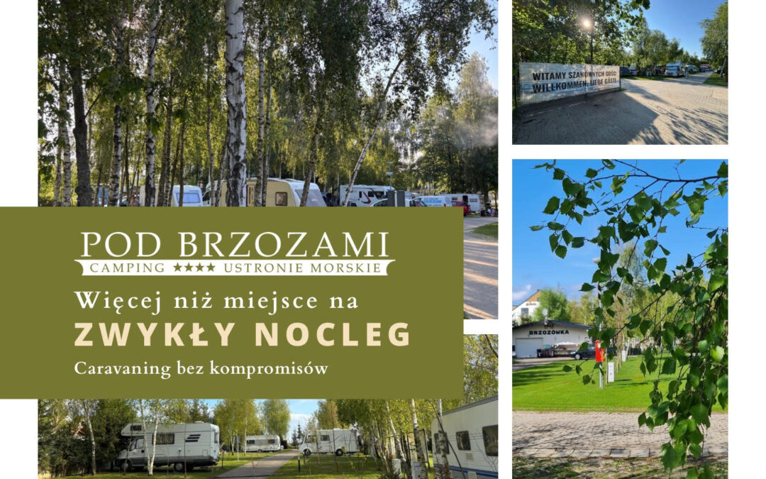 camping pod brzozami