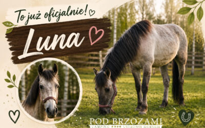 Nasza klacz ma już oficjalne imię – poznajcie Lunę!